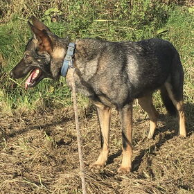 Hondenfoto van Patrick  Macho, Aria & Nova