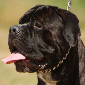 Hondenfoto van La Protezione Migliore Cane corso