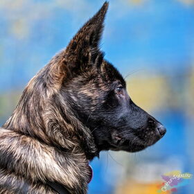 Hondenfoto van Dutchshepherdteam 