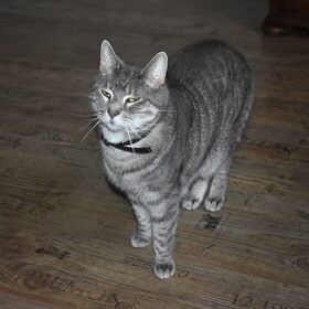 Niets zo eigenwijs als een kat.
