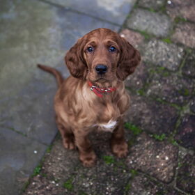 Hondenfoto van Nova