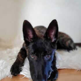 Hondenfoto van Dutchshepherdteam 