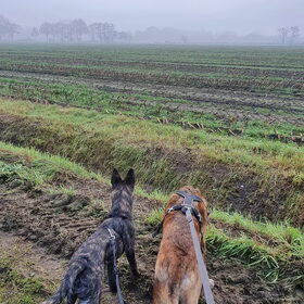 Hondenfoto van Dutchshepherdteam 