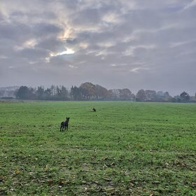 Hondenfoto van Dutchshepherdteam 