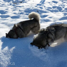 Hondenfoto van Alaska's Finest!