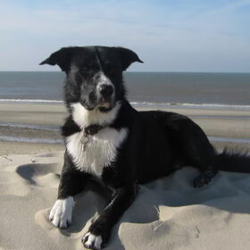 Hondenfoto van -Iris & Tommy-