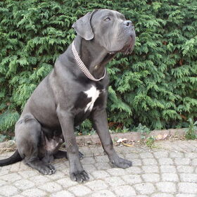 Hondenfoto van La Protezione Migliore Cane corso