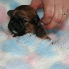 lhasa apso pup geboren 5 februari 2010