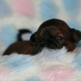 lhasa apso pup geboren 5 februari 2010