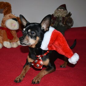 Kerst foto's