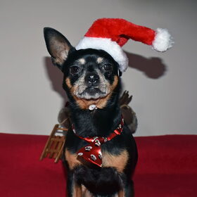 Kerst foto's