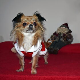 Kerst foto's