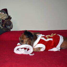 Kerst foto's. Het mutsje moet gewoon dood.