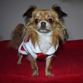 Kerst foto's