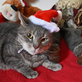 Kerst foto's