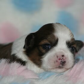 lhasa apso pup geboren 4 februari 2010