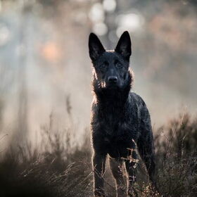 Hondenfoto van Dutchshepherdteam 