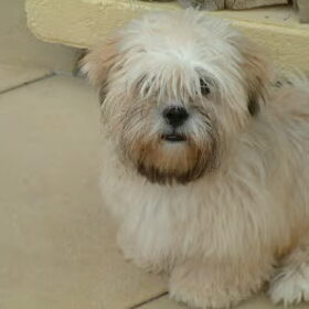 Scooby Fam Vaneveld uit Baarn