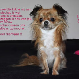 Lotus drie jaar.