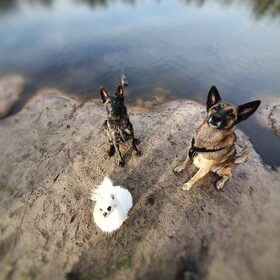 Hondenfoto van Dutchshepherdteam 