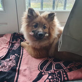 Hondenfoto van Kellyflokiteddy 
