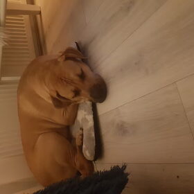 Lola