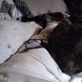Hondenfoto van Coby & Wanda en Mathilde