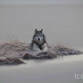 Hondenfoto van Alaska's Finest!