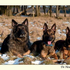 Hondenfoto van De Mecheltjes clan