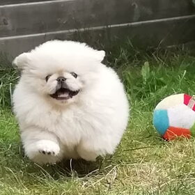 Senna als puppy speelt met zijn bal??