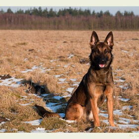 Hondenfoto van De Mecheltjes clan