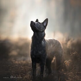 Hondenfoto van Dutchshepherdteam 