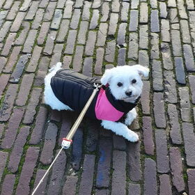 Hondenfoto van Lucia, Lizzy & Ziva