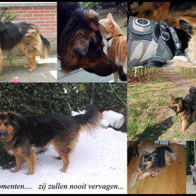 Drie jaar zonder Mowgli.