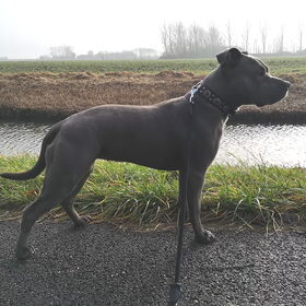 Hondenfoto van Stephanie 