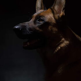 Hondenfoto van Mamadonna13! 