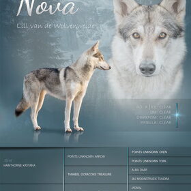 Hondenfoto van laura   Diva&Nova