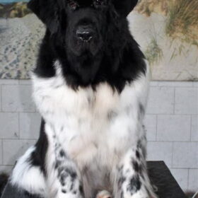 Juno heeft een wellness bij de trimsalon gehad.