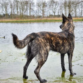 Hondenfoto van Dutchshepherdteam 