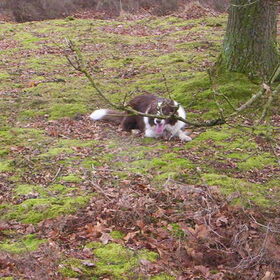 Hondenfoto van Bugs      **Taz**