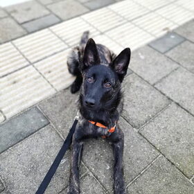 Hondenfoto van Dutchshepherdteam 
