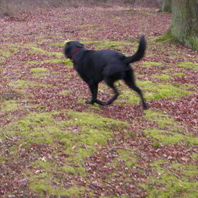 Hondenfoto van Bugs      **Taz**