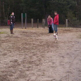 Hondenfoto van Bugs      **Taz**