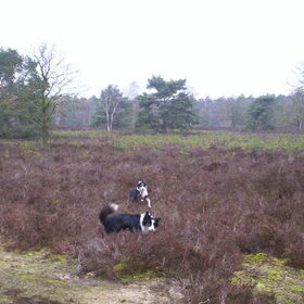 Hondenfoto van Bugs      **Taz**
