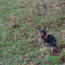 Balou tijdens een wandeling.