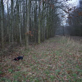 Balou in het bos.