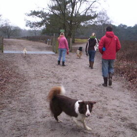 Hondenfoto van Bugs      **Taz**