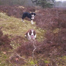 Hondenfoto van Bugs      **Taz**