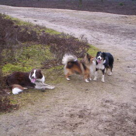 Hondenfoto van Bugs      **Taz**