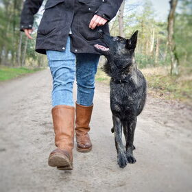 Hondenfoto van Dutchshepherdteam 